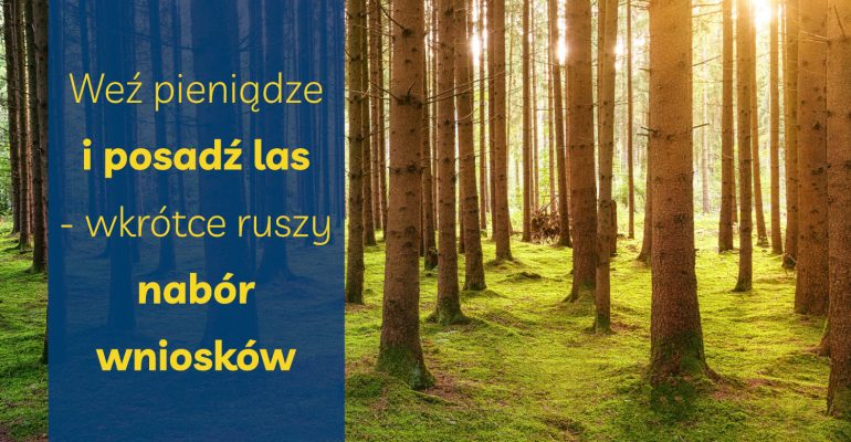 Weź pieniądze i posadź las – wkrótce ruszy nabór wniosków