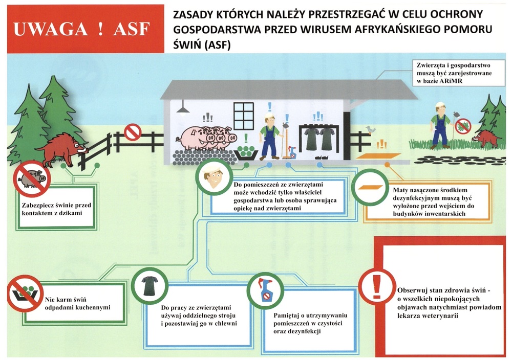 ASF - Afrykański Pomór Świń