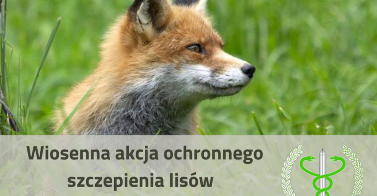 Informacja Lekarza Weterynarii – szczepienie ochronne lisów od 15 do 27 kwietnia