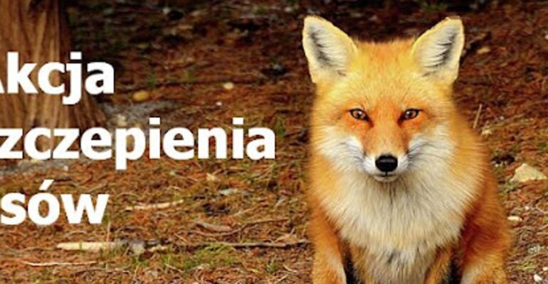 Akcja szczepienia lisów