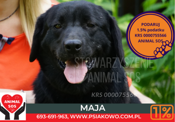 Maja