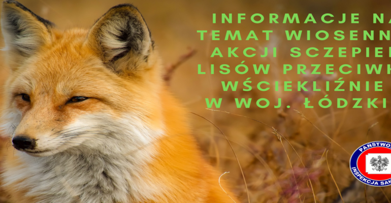 KOMUNIKAT POWIATOWEGO LEKARZA WETERYNARII W KUTNIE o wiosennej akcji szczepienia lisów wolno żyjących przeciwko wściekliźnie 2024