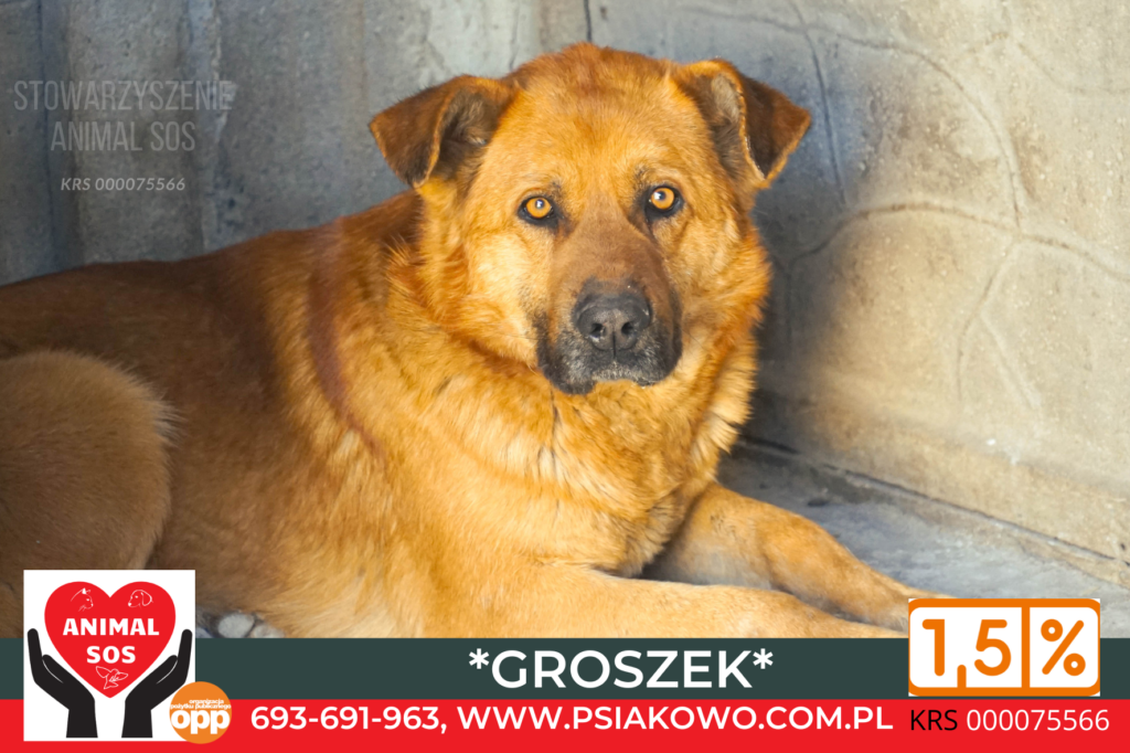 GROSZEK