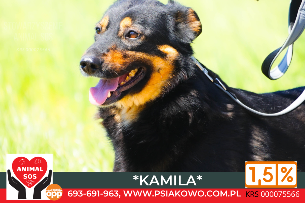  Kamila.