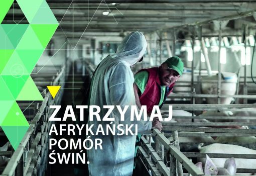 Informacja dotycząca wirusa ASF